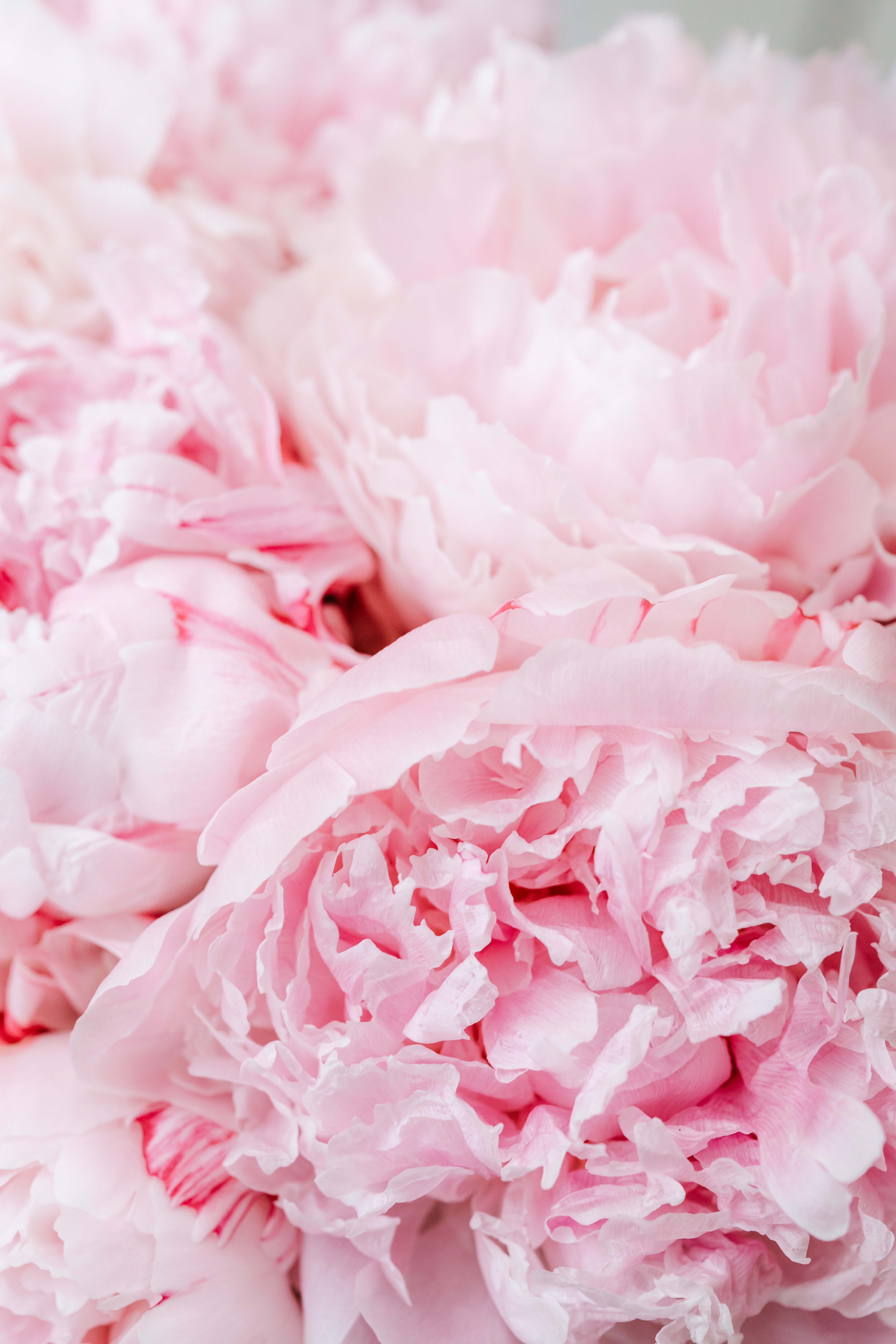 Peonies Wallpapers