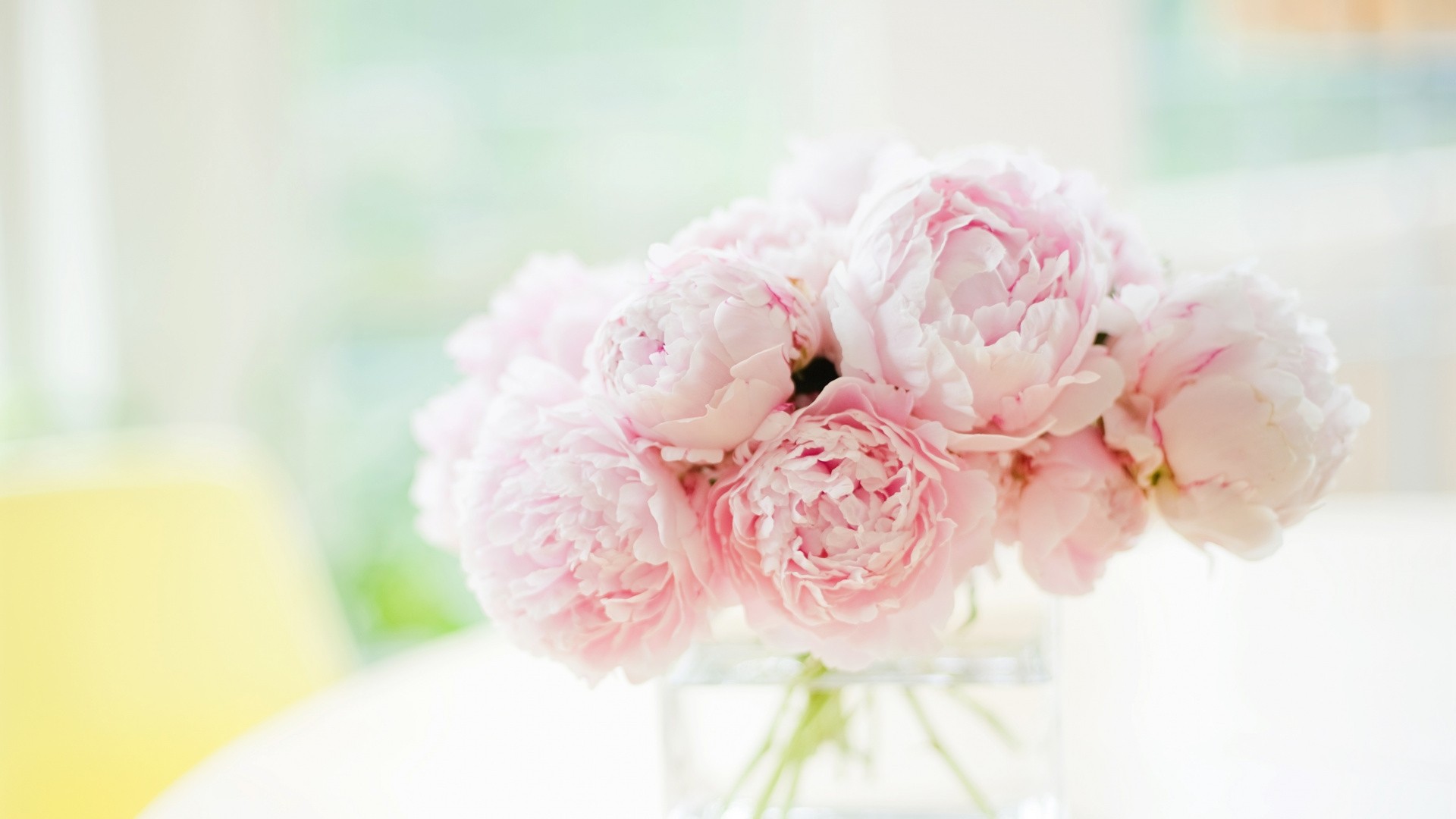 Peonies Wallpapers