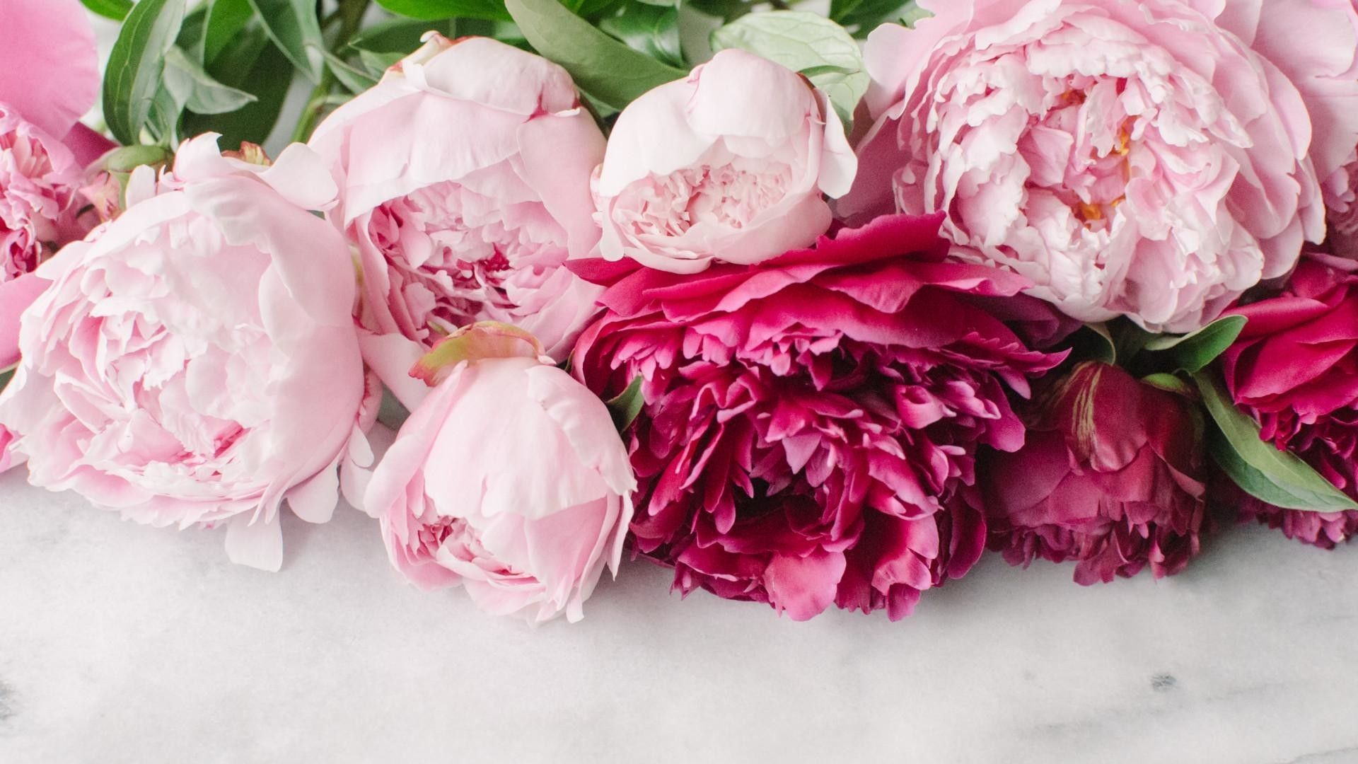 Peonies Wallpapers