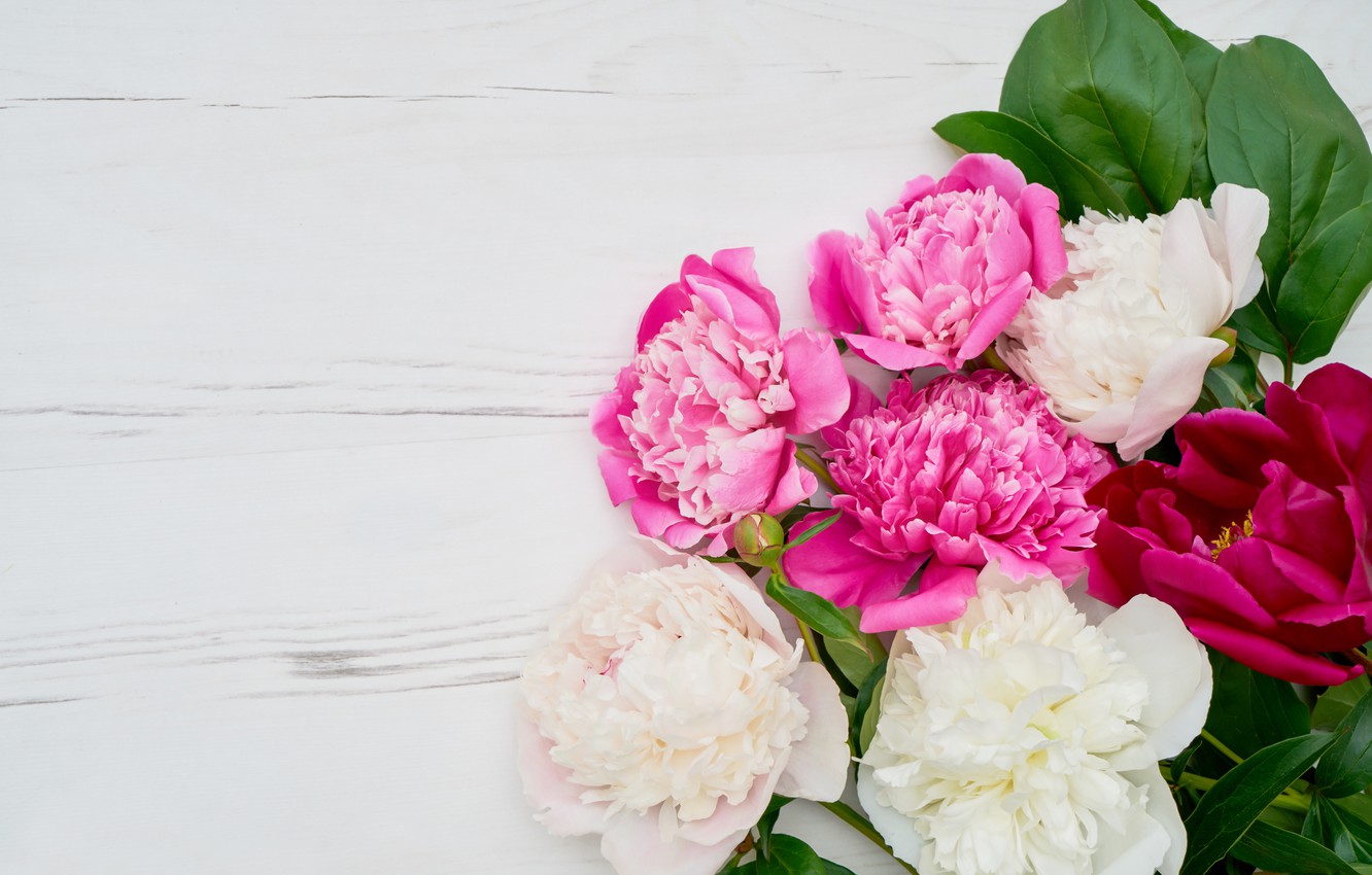 Peonies Wallpapers