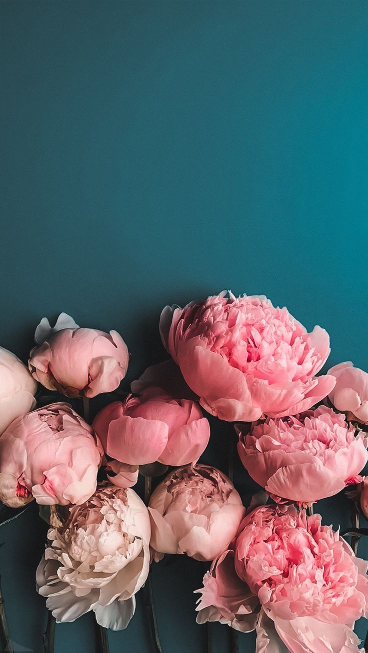 Peonies Wallpapers