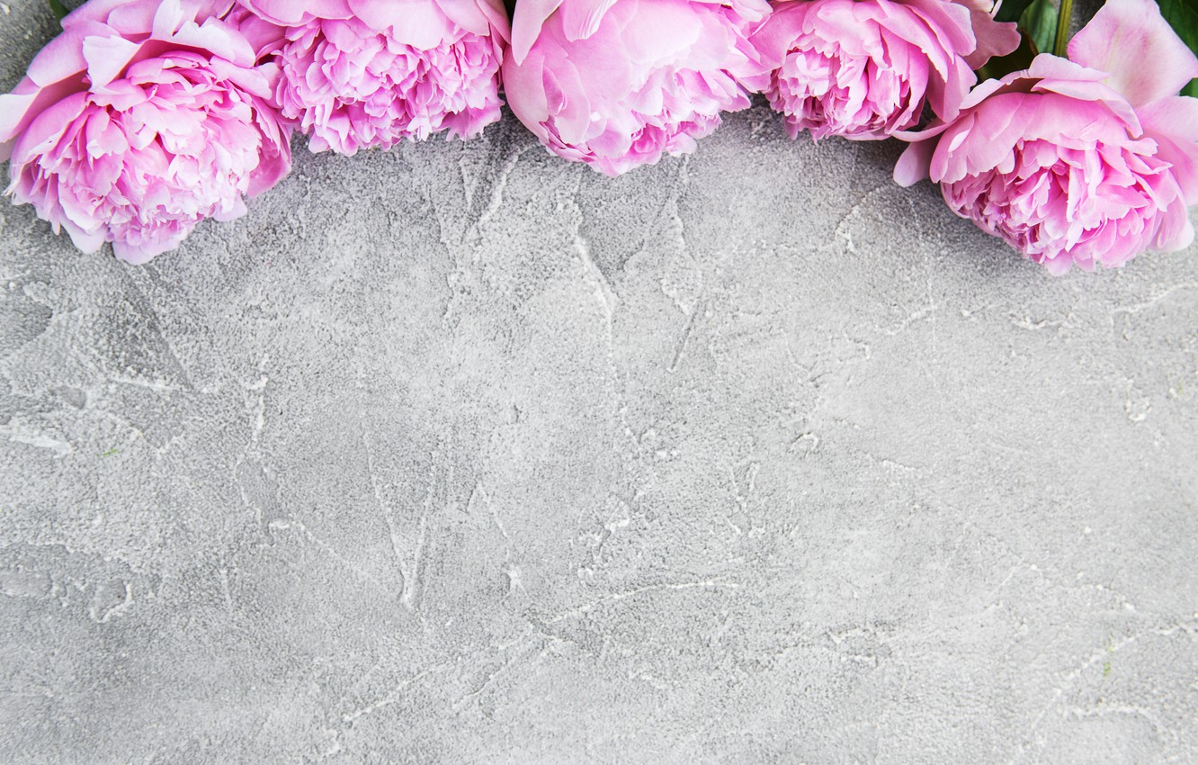 Peonies Wallpapers