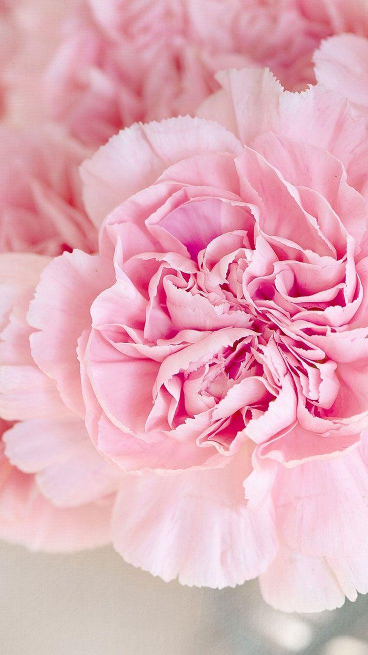 Peonies Wallpapers