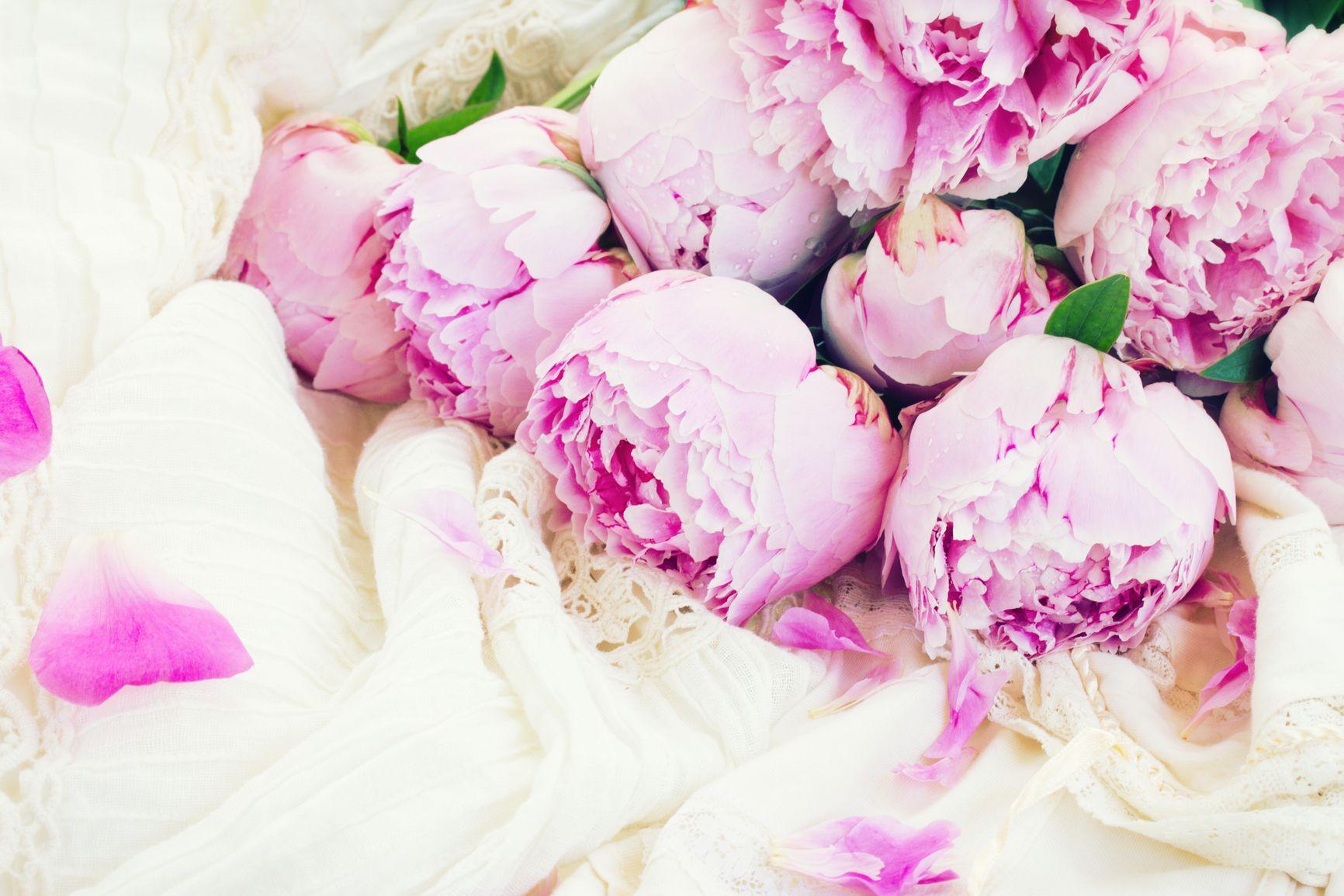 Peonies Wallpapers