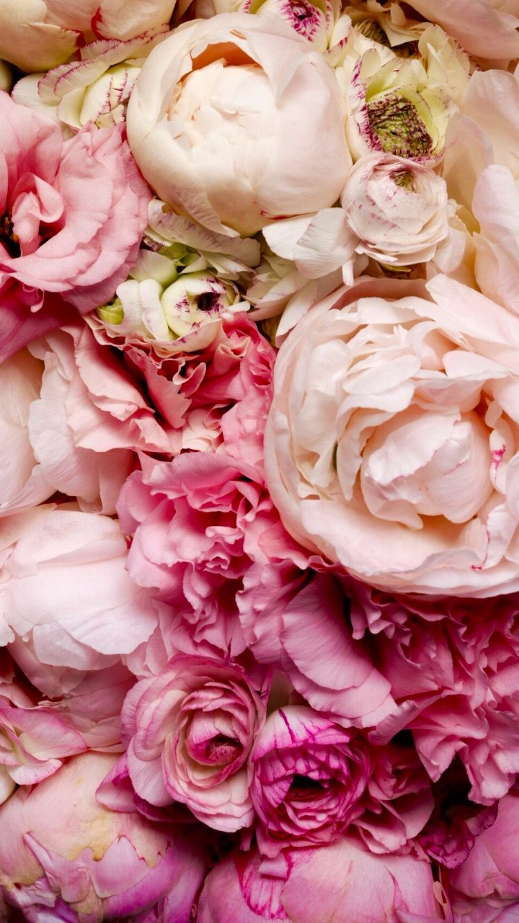 Peony Iphone Wallpapers