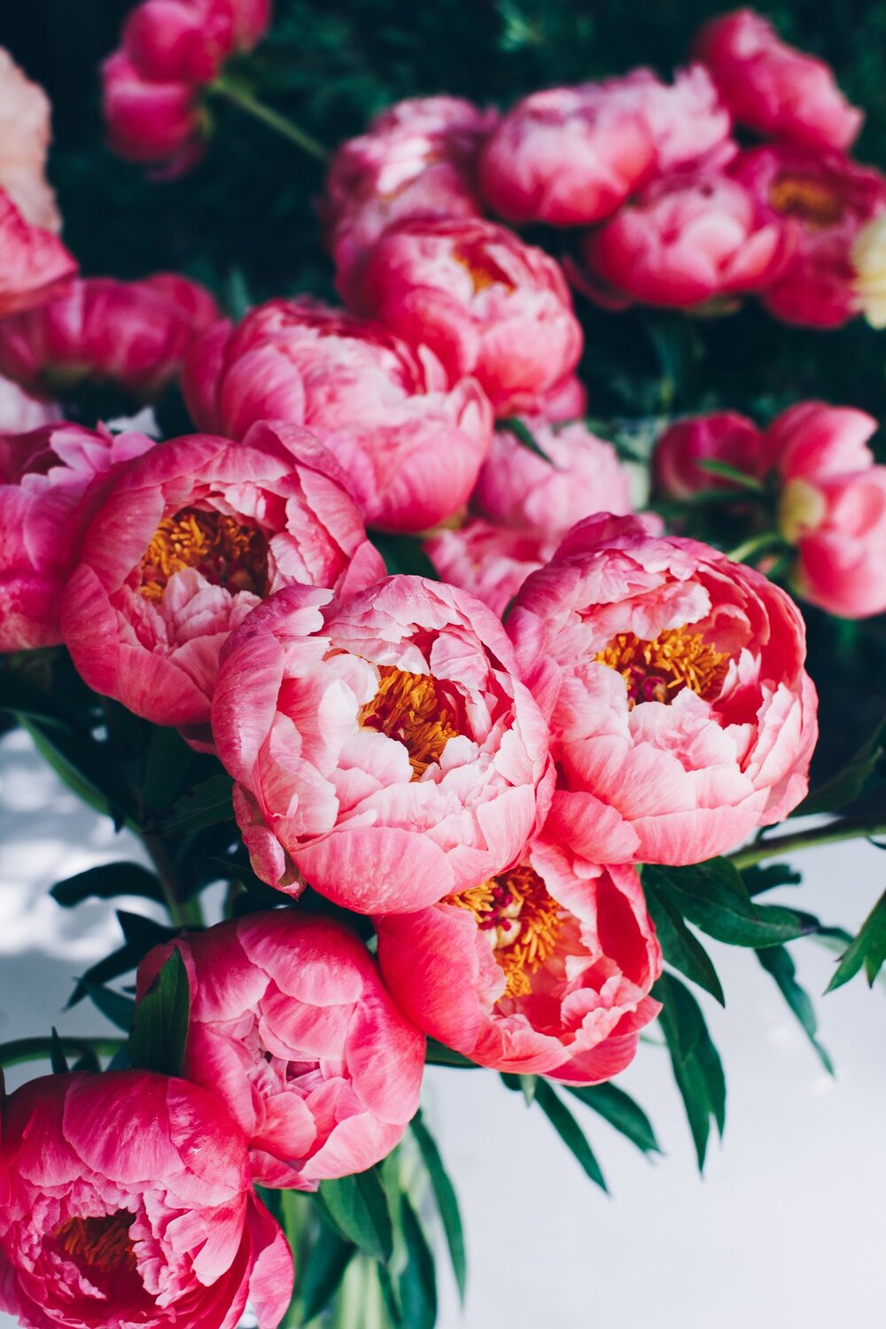 Peony Iphone Wallpapers