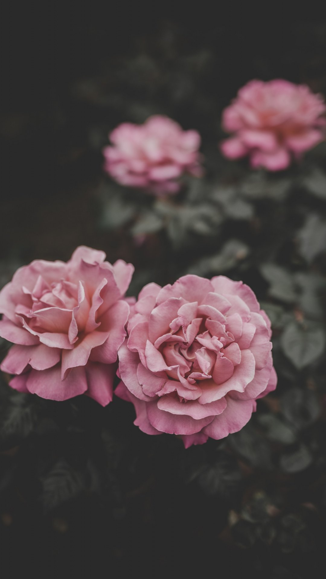 Peony Iphone Wallpapers
