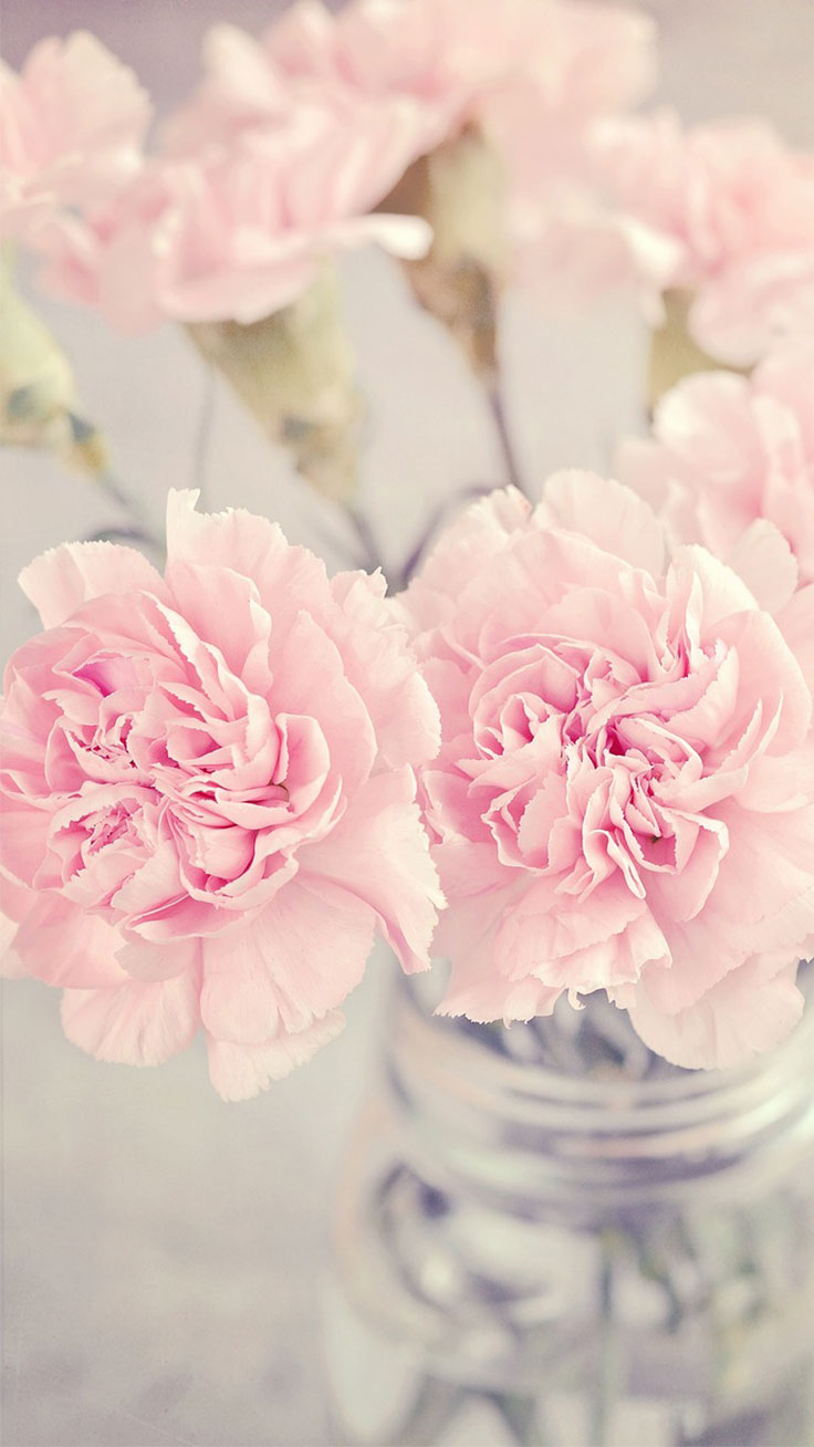 Peony Iphone Wallpapers