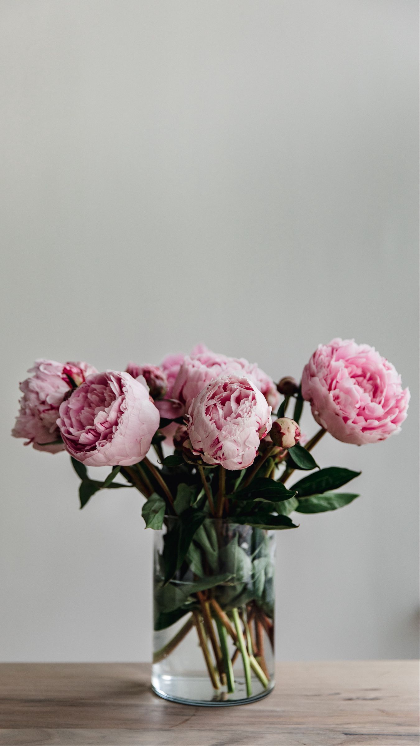 Peony Iphone Wallpapers