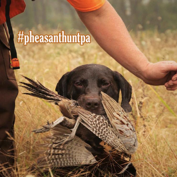 Pheasant Hunting Wallpapers