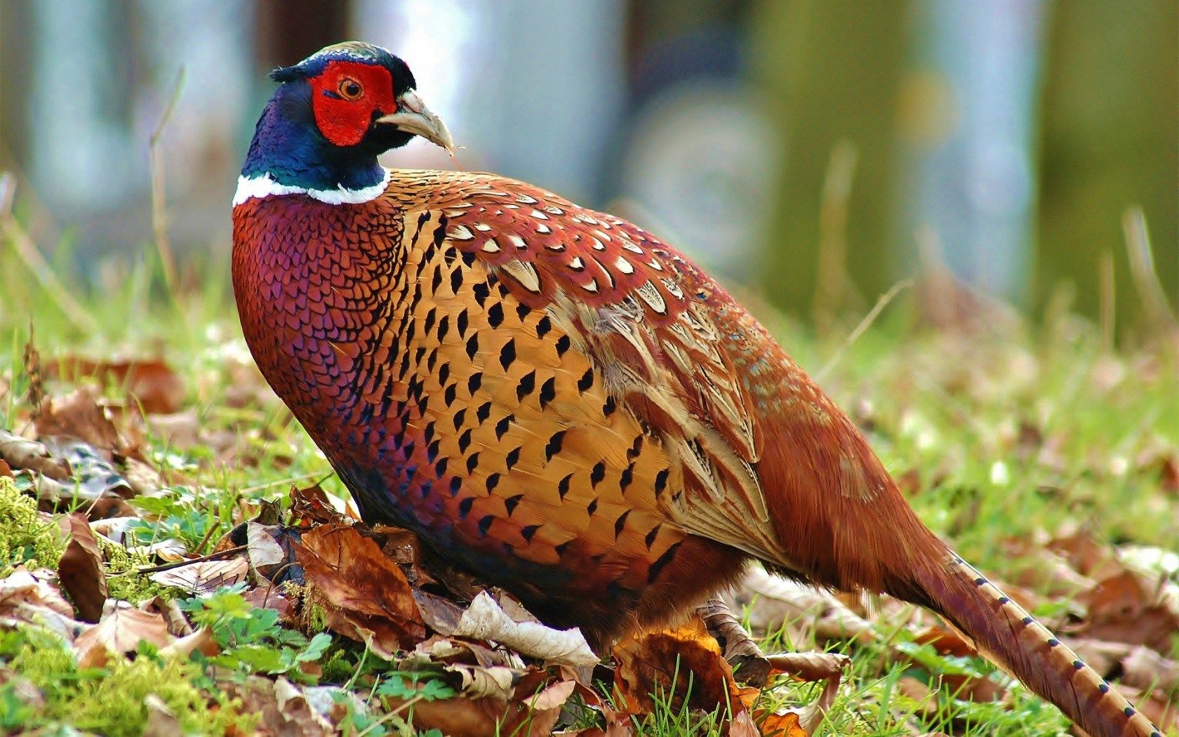 Pheasant Hunting Wallpapers