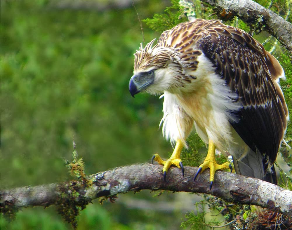 Philippine Eagle Wallpapers