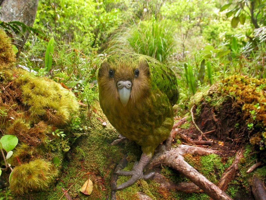 Pic Of Kakapo Wallpapers