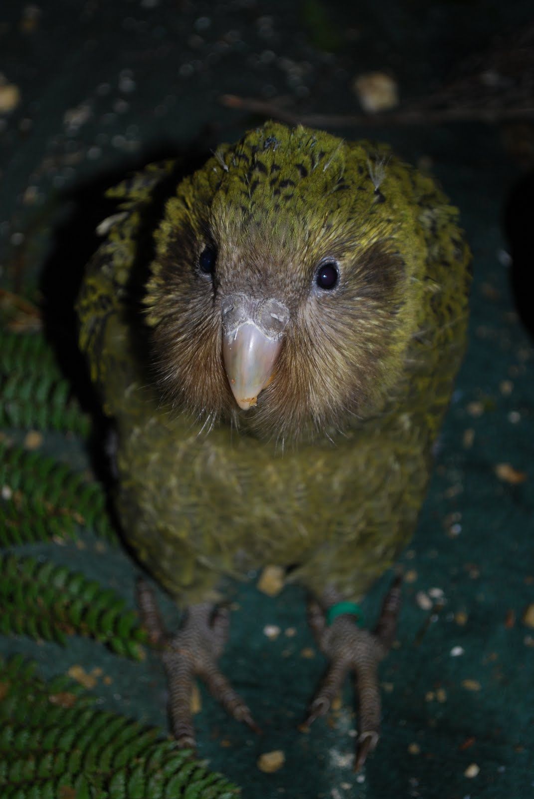 Pic Of Kakapo Wallpapers