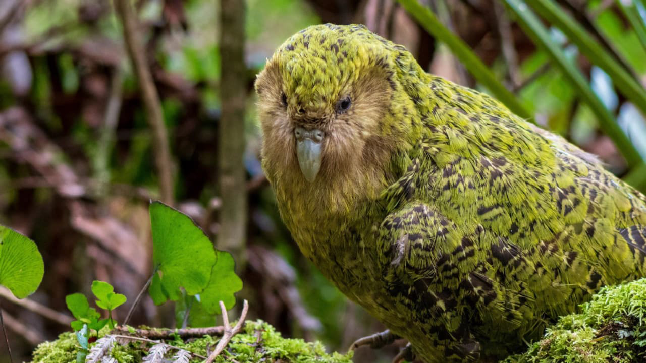 Pic Of Kakapo Wallpapers