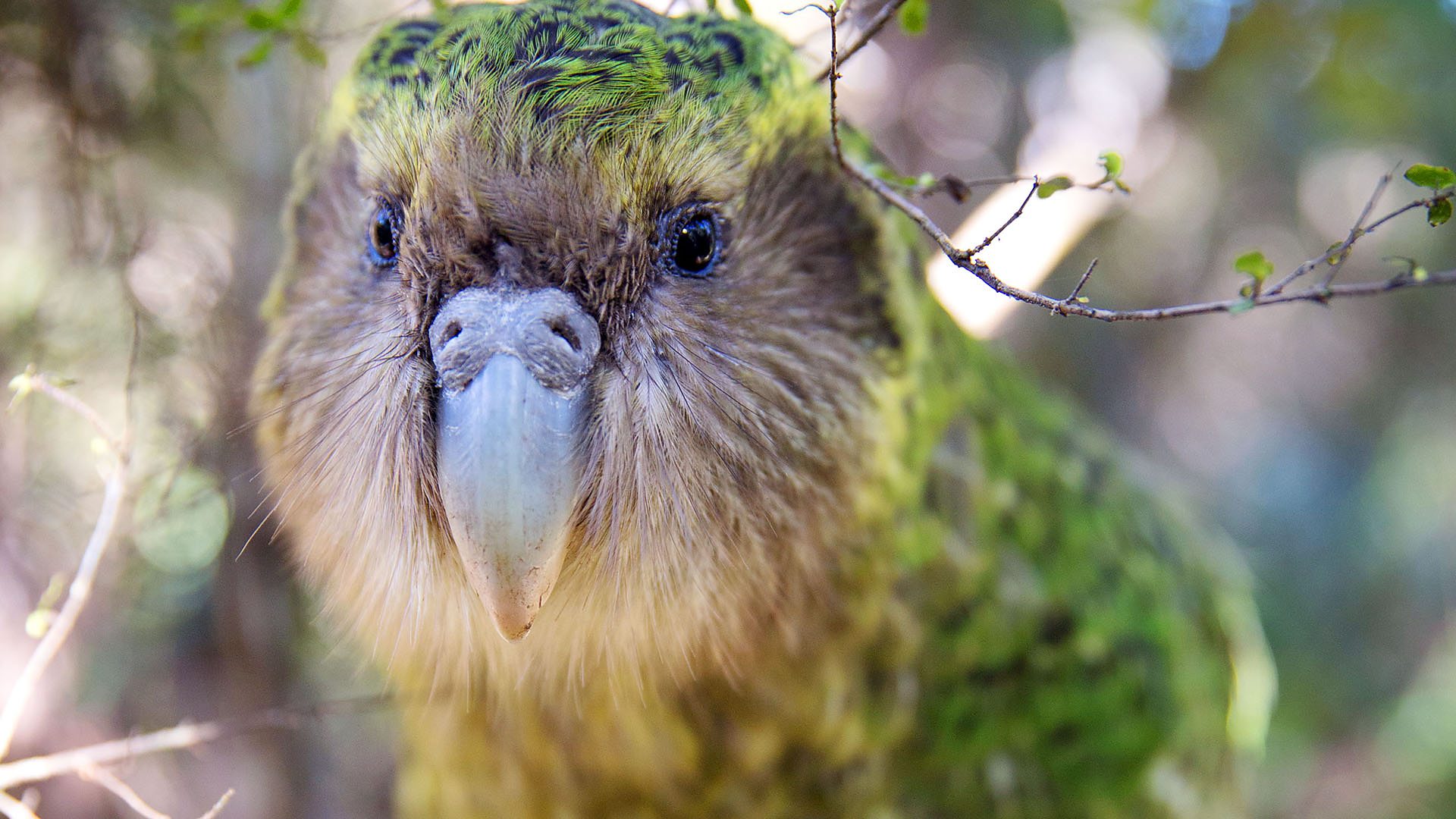 Pic Of Kakapo Wallpapers