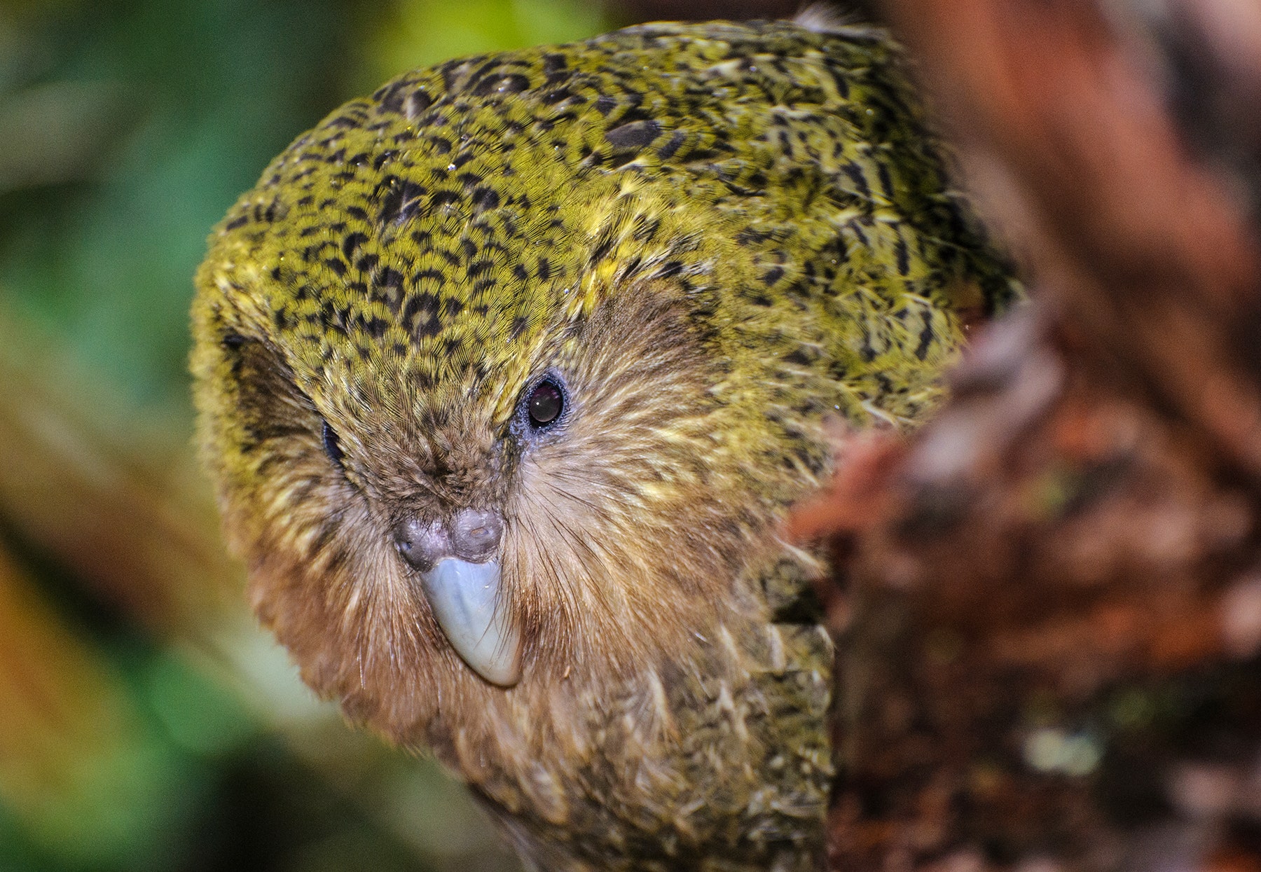 Pic Of Kakapo Wallpapers