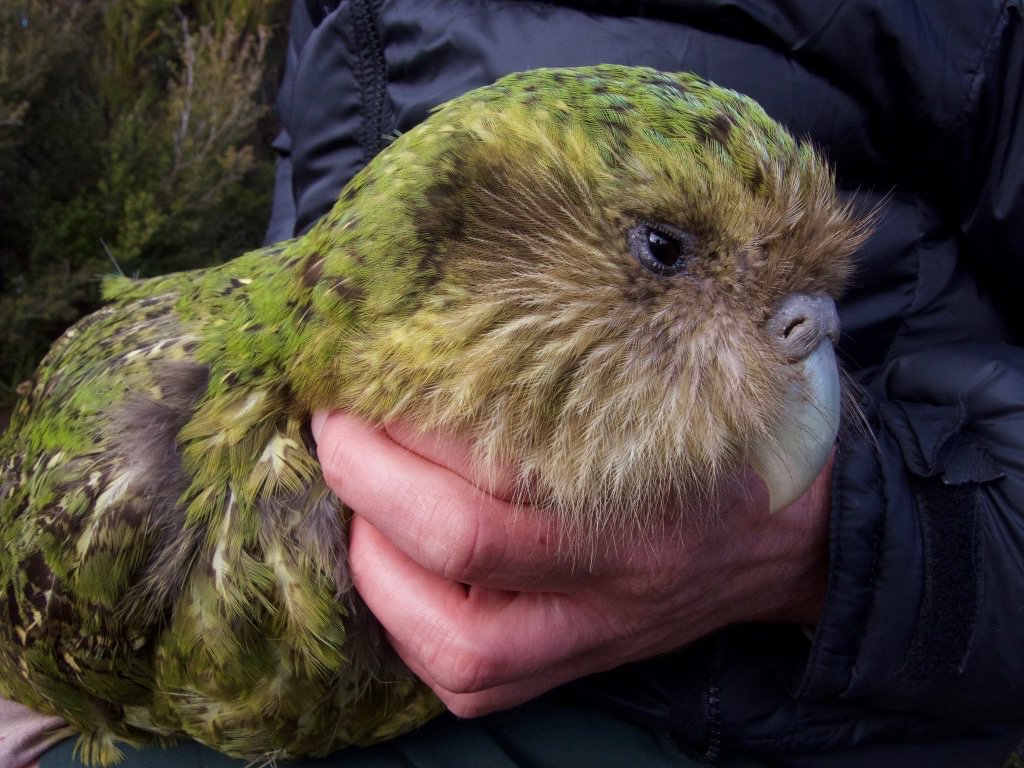 Pic Of Kakapo Wallpapers