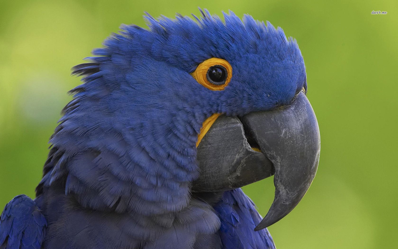 Pictures Of Blue Parrots Wallpapers