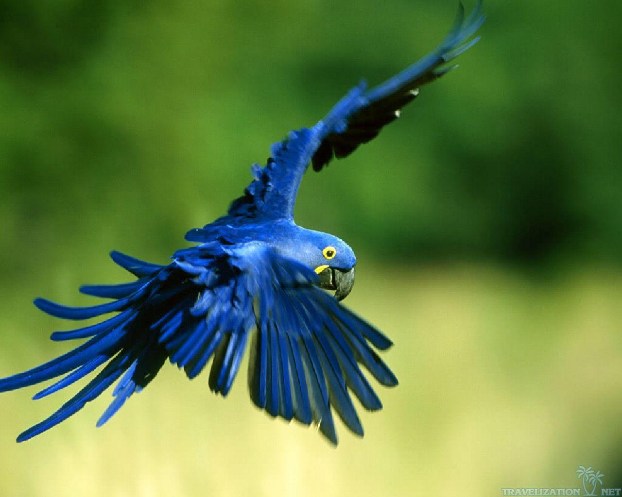 Pictures Of Blue Parrots Wallpapers