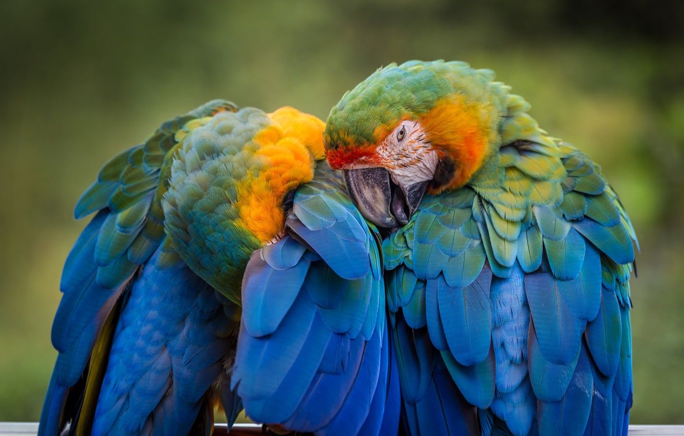 Pictures Of Blue Parrots Wallpapers