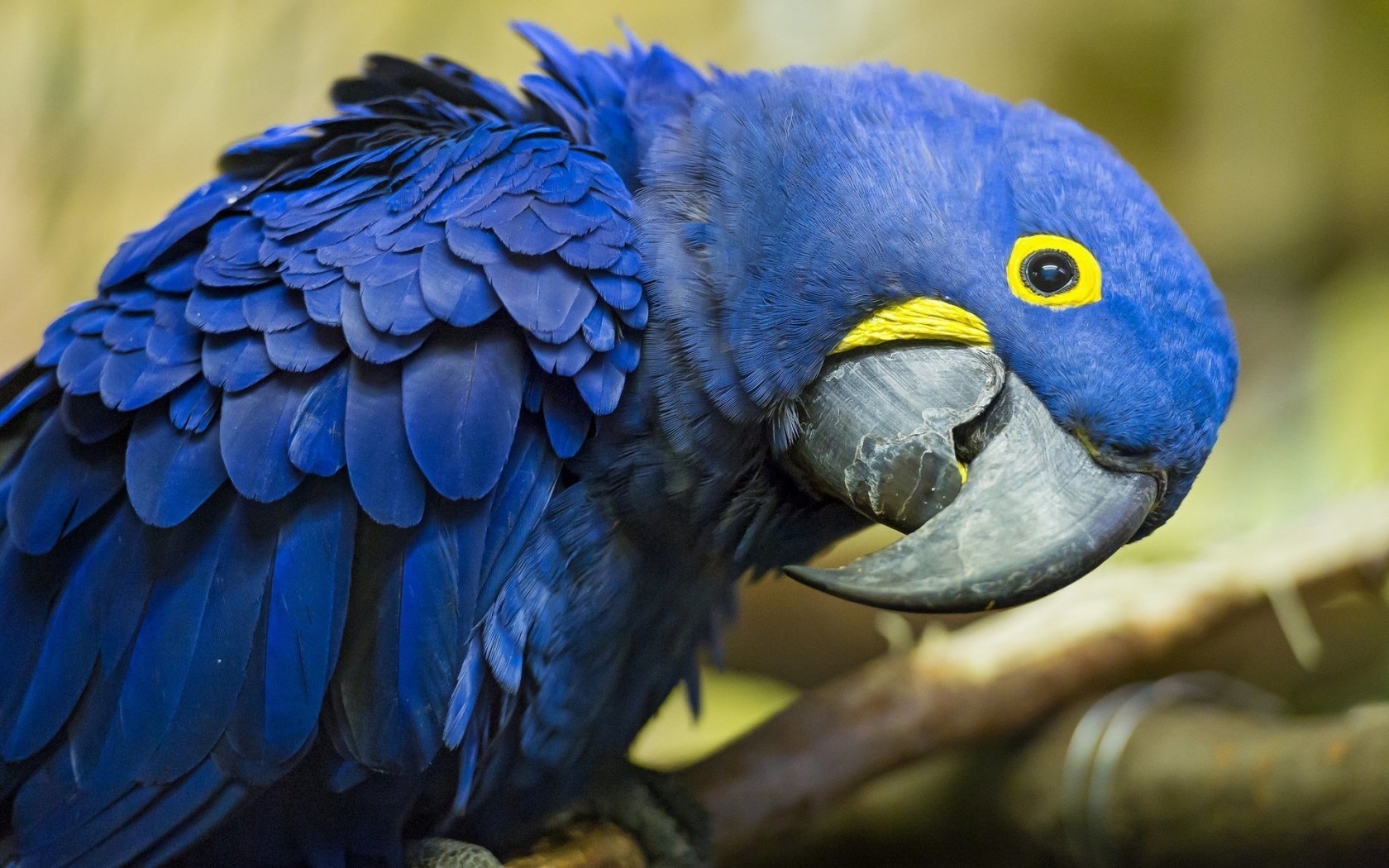 Pictures Of Blue Parrots Wallpapers