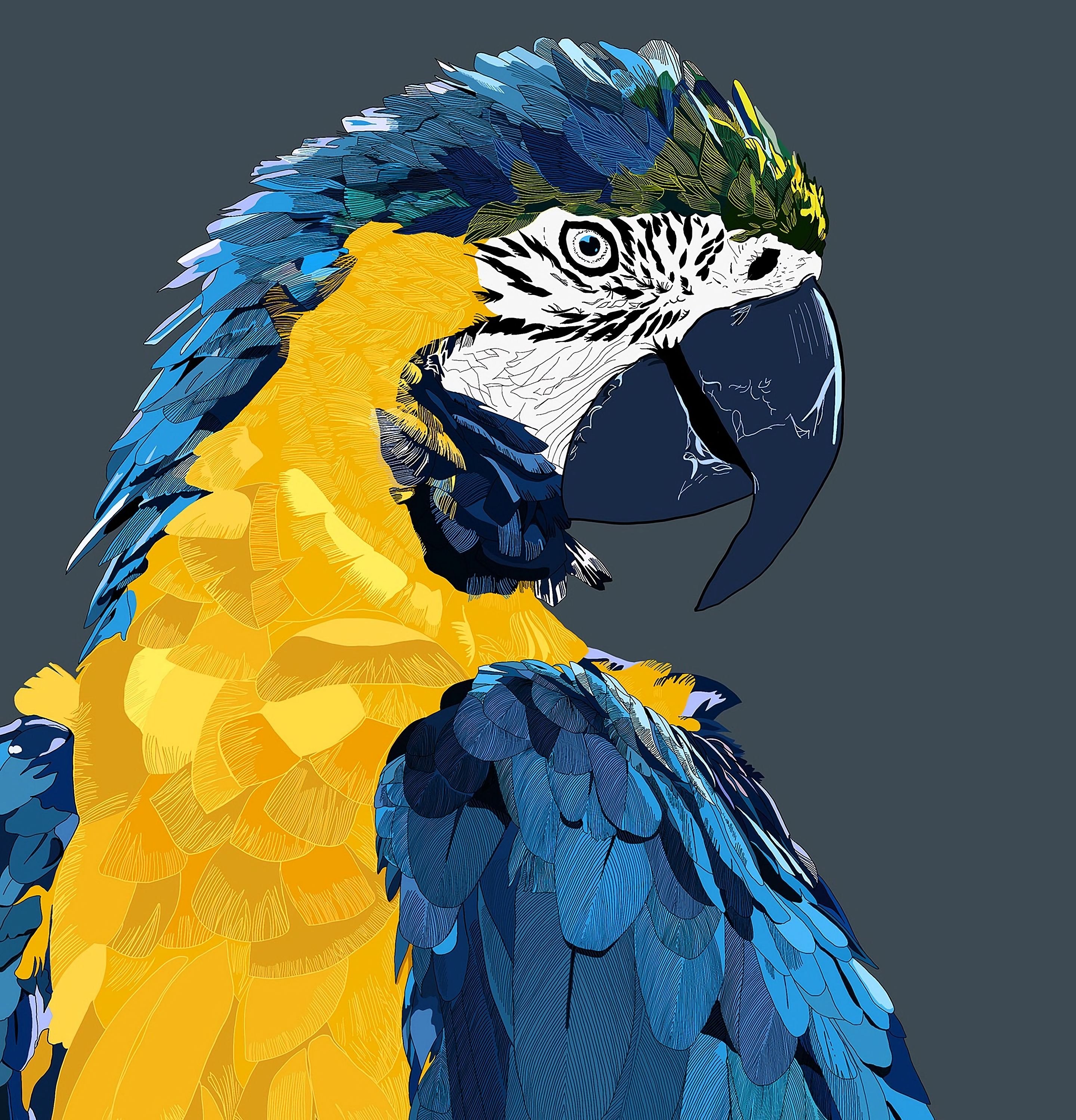 Pictures Of Blue Parrots Wallpapers