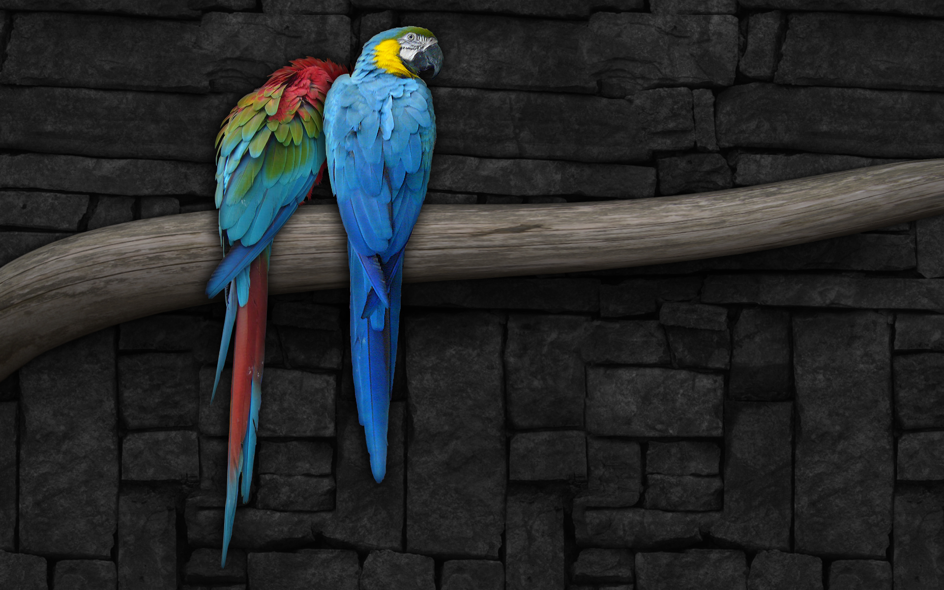 Pictures Of Blue Parrots Wallpapers