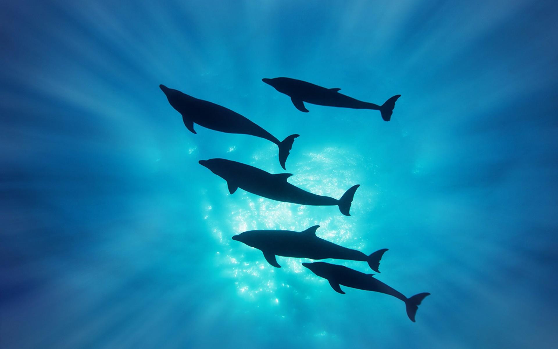 Pictures Of Dolphins Under Water Wallpapers