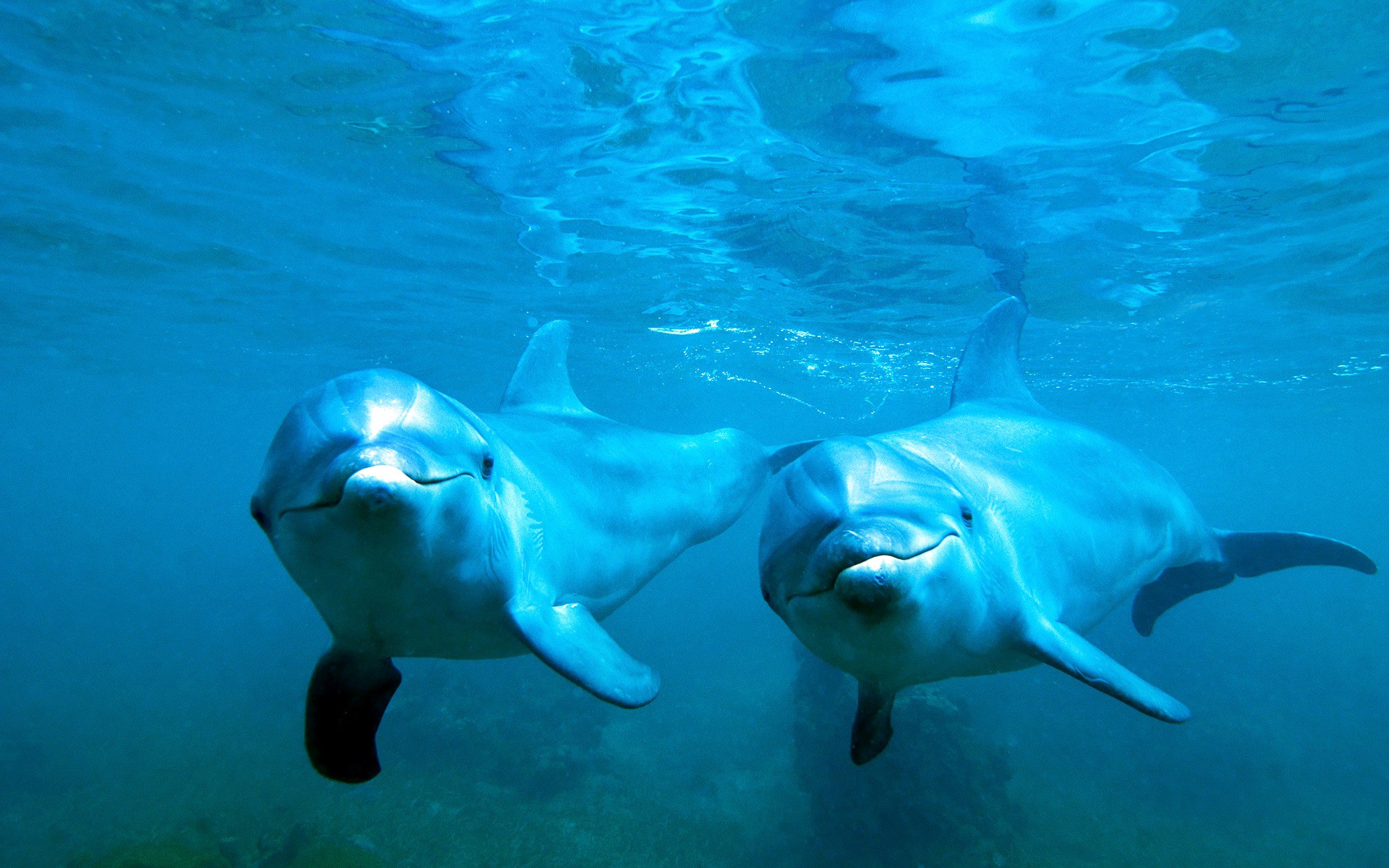 Pictures Of Dolphins Under Water Wallpapers