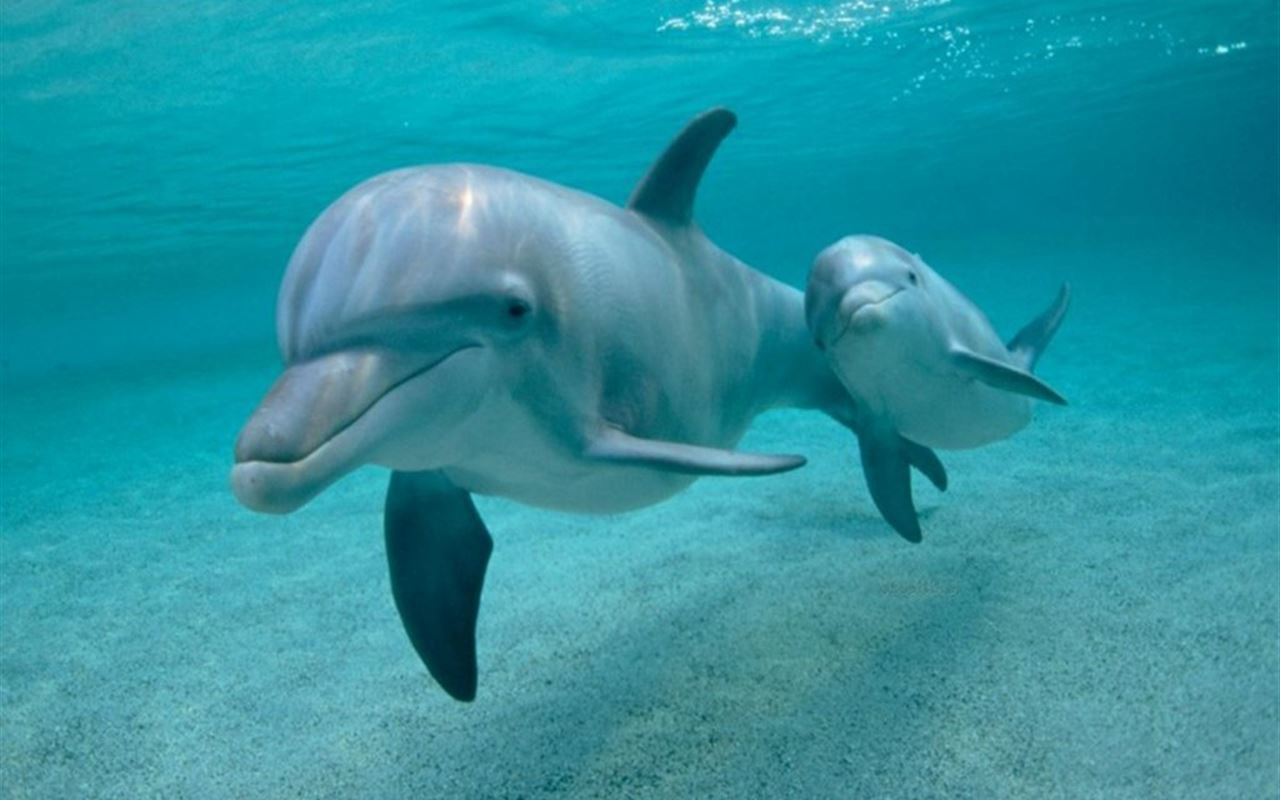 Pictures Of Dolphins Under Water Wallpapers