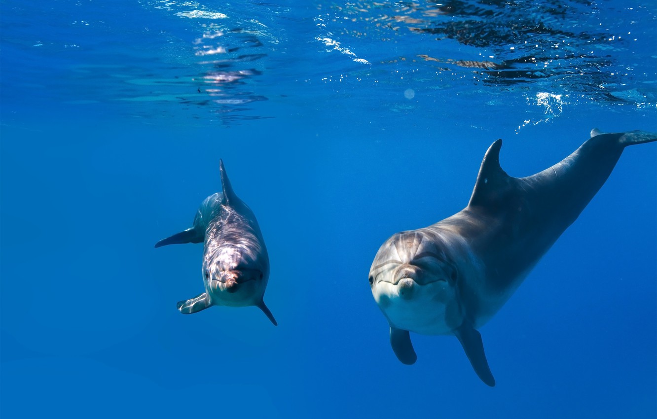 Pictures Of Dolphins Under Water Wallpapers