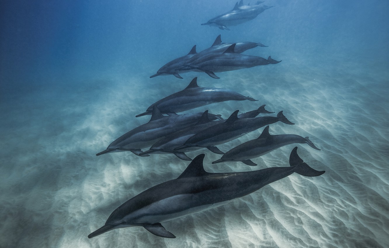 Pictures Of Dolphins Under Water Wallpapers