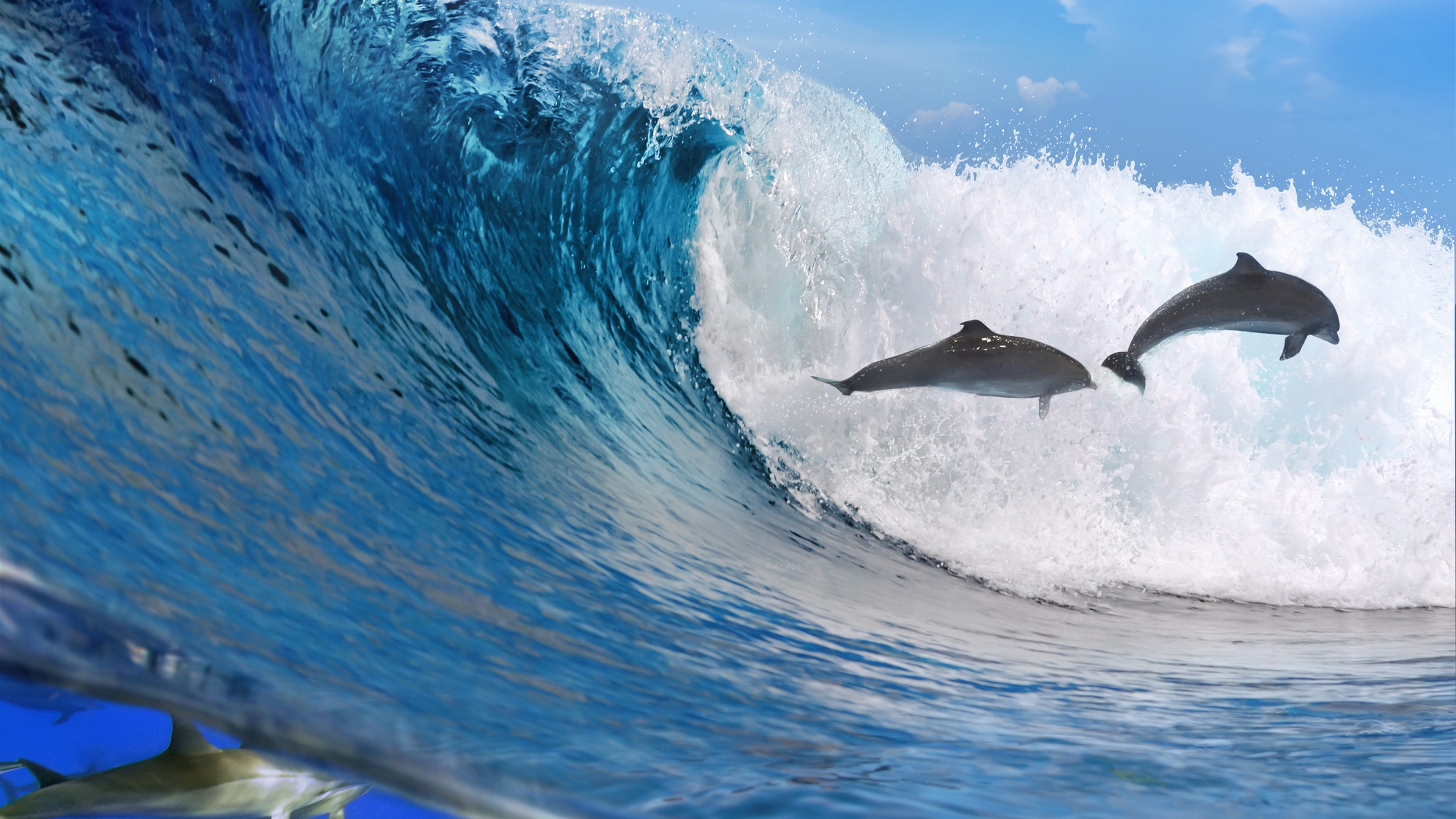 Pictures Of Dolphins Under Water Wallpapers