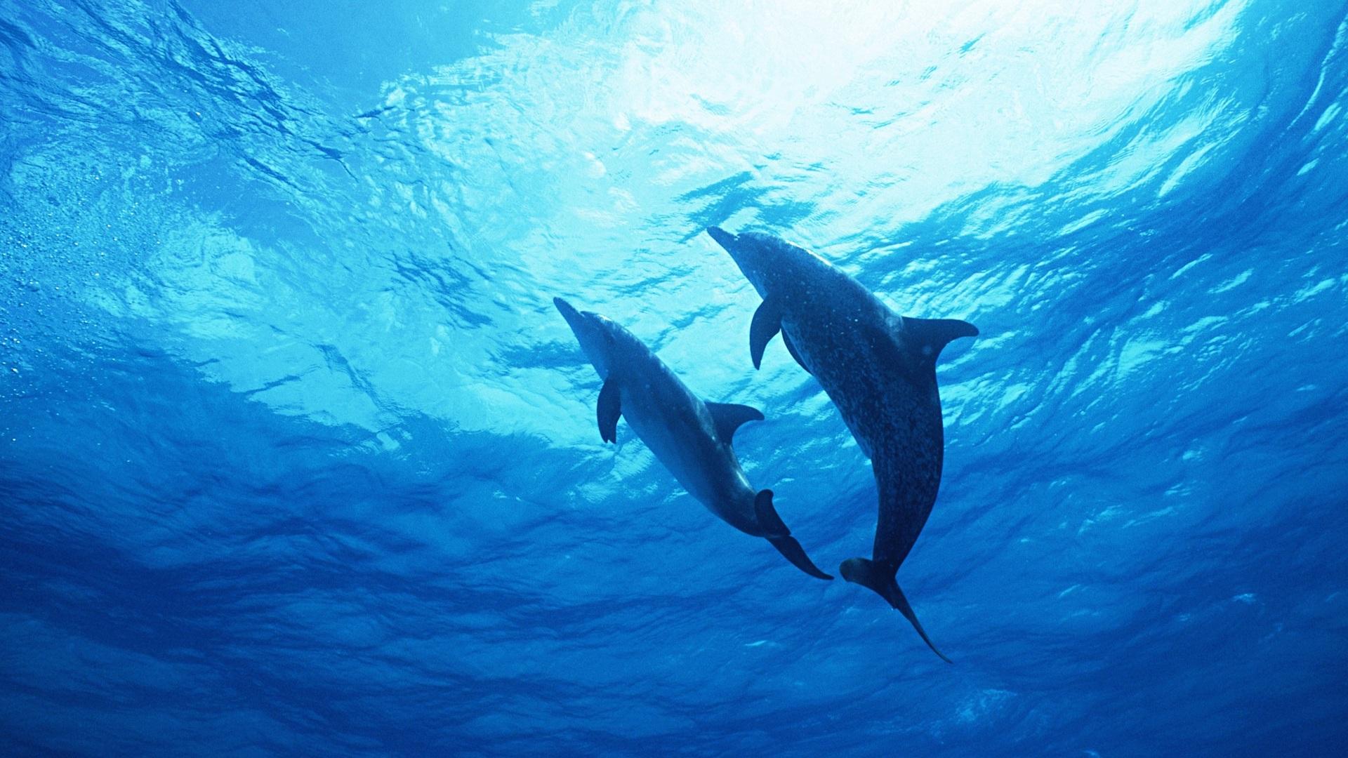 Pictures Of Dolphins Under Water Wallpapers