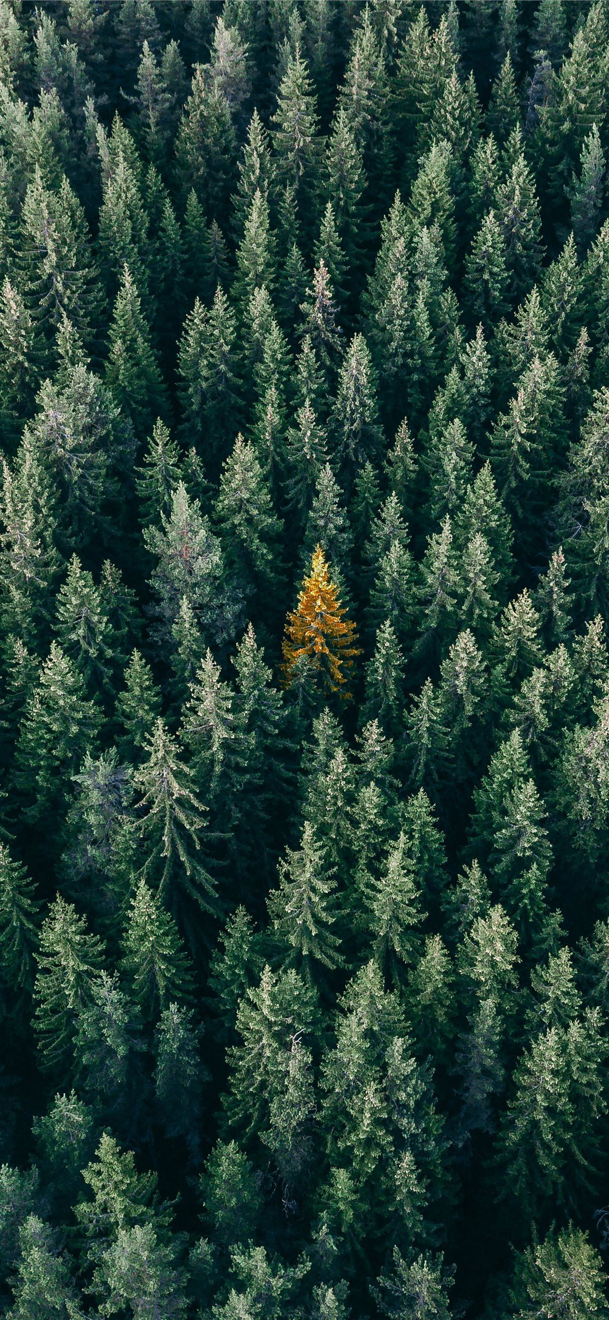 Pine Forest Wallpapers