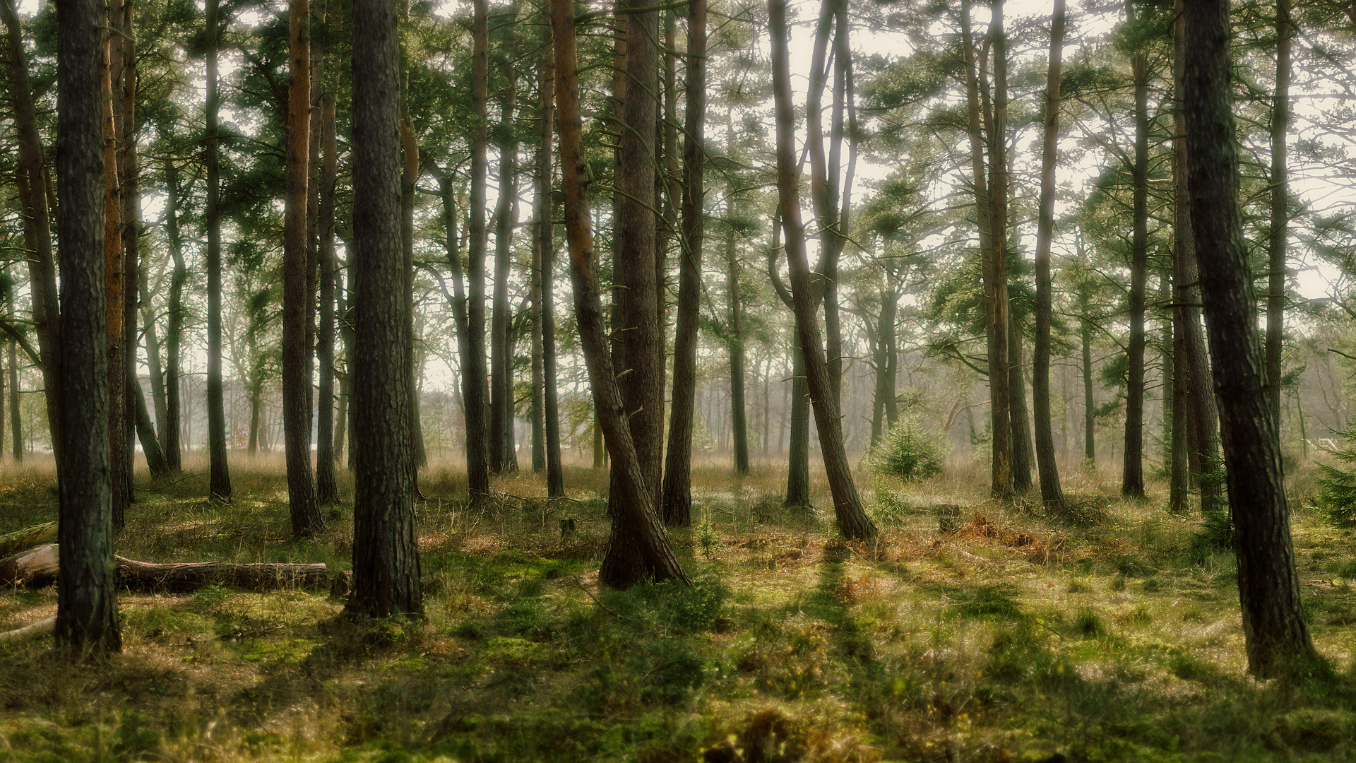 Pine Forest Wallpapers