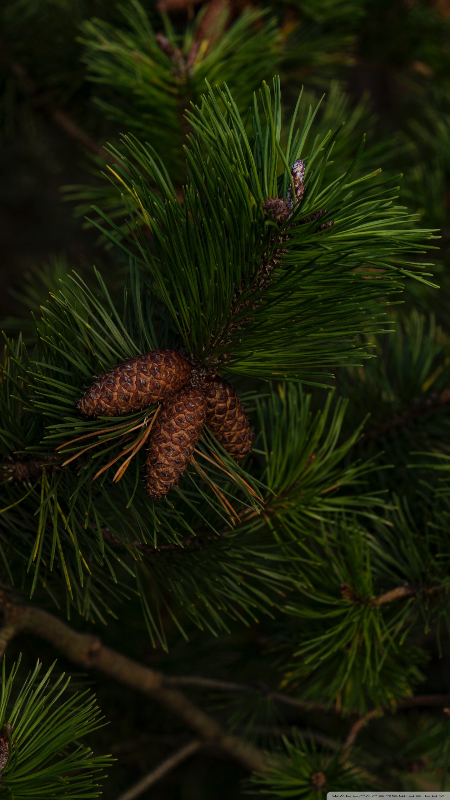 Pine Wallpapers