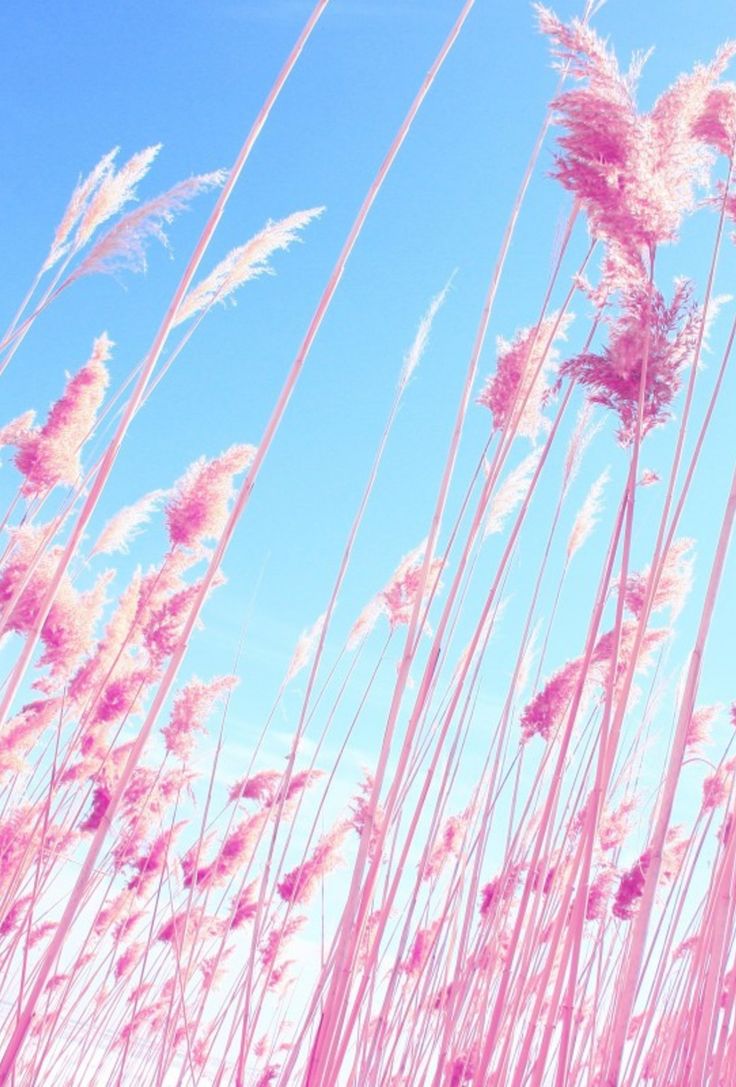 Pink And Blue Landscape Wallpapers