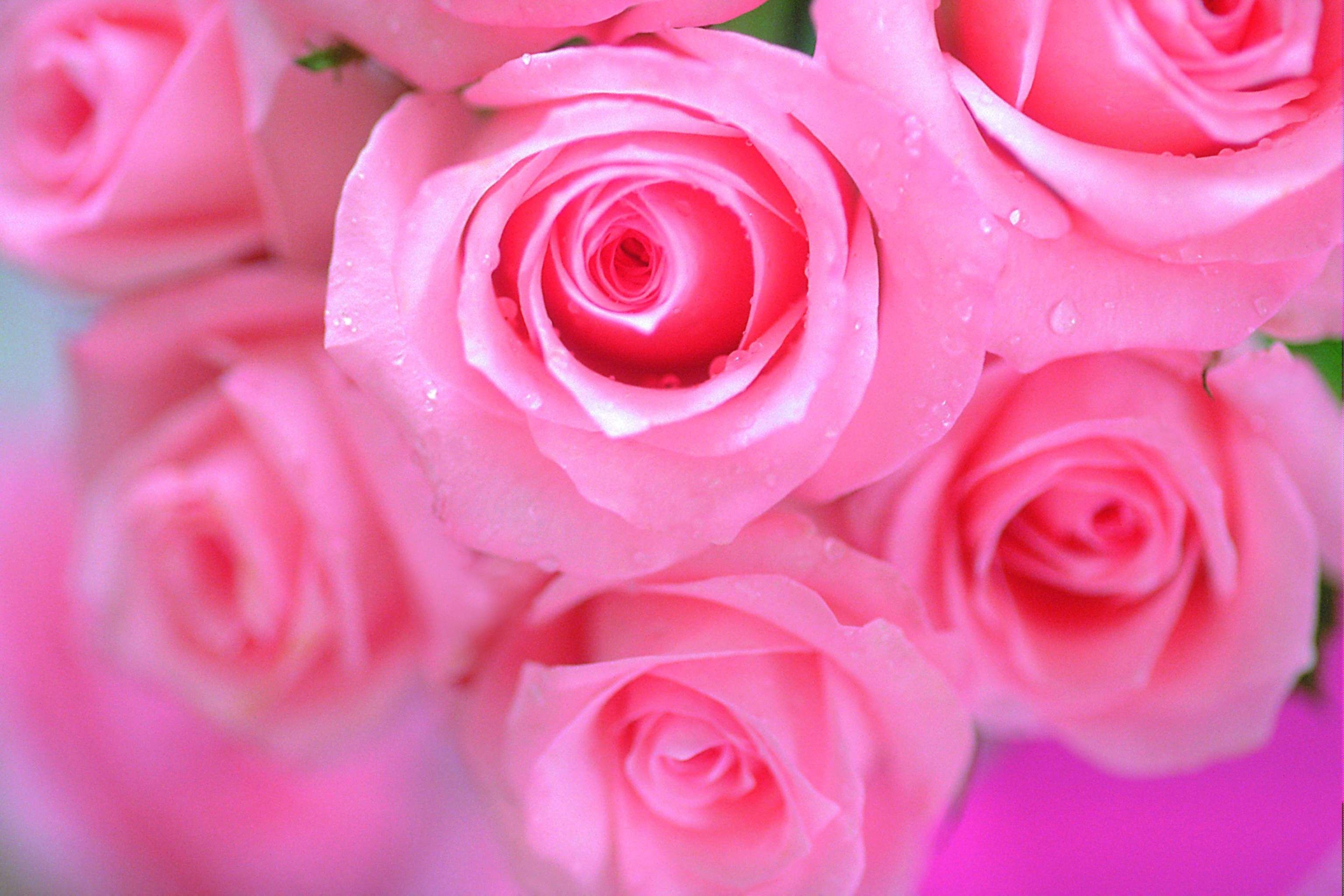 Pink Roses Images Wallpapers