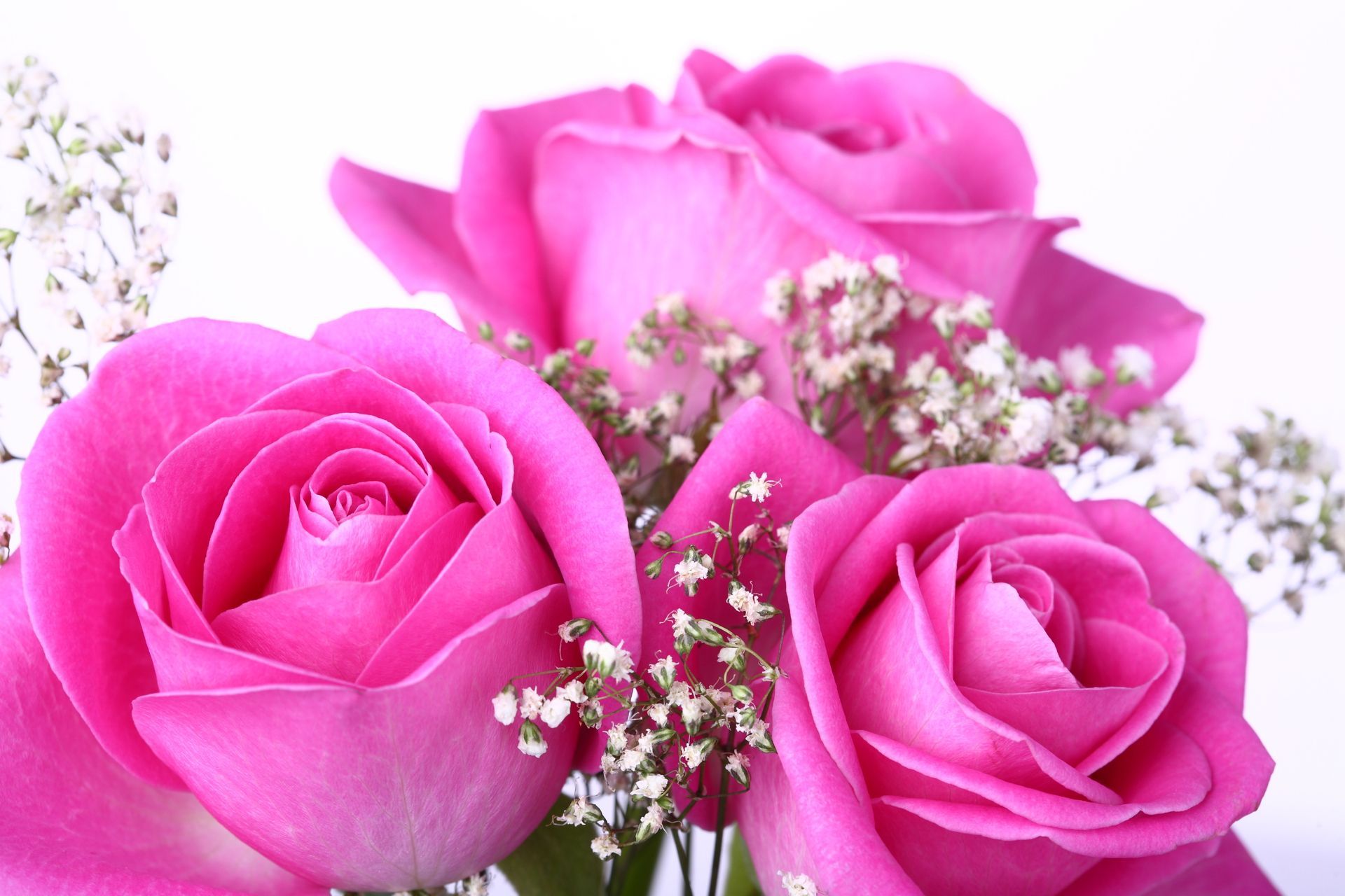 Pink Roses Images Wallpapers