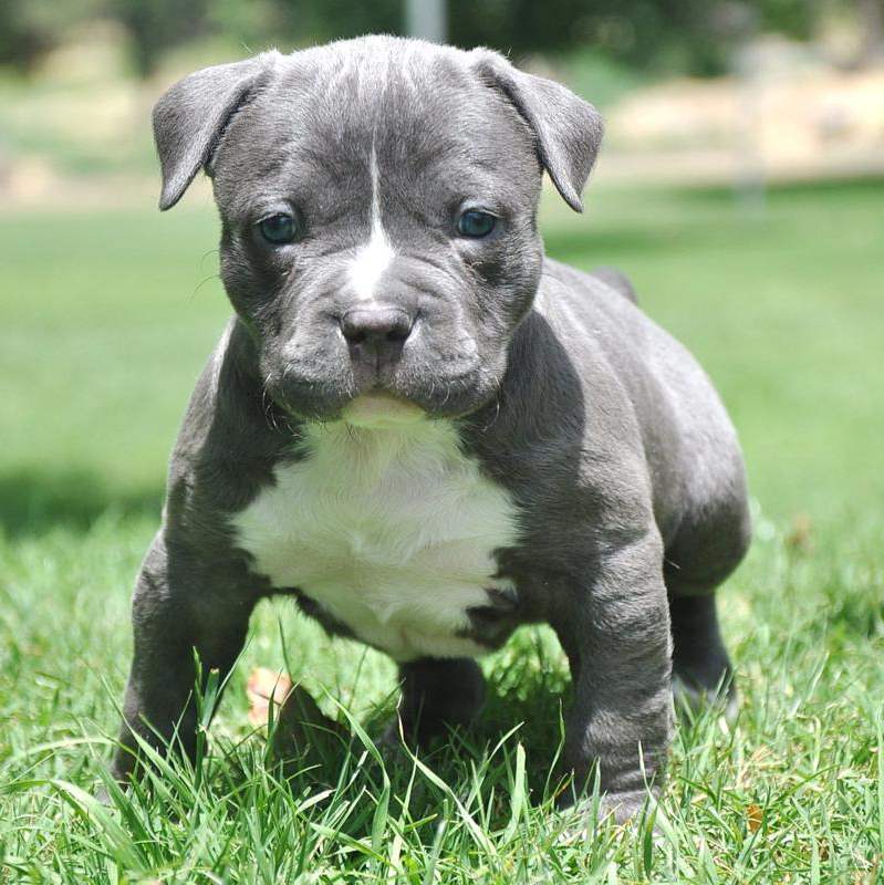 Pit Bull Puppy Wallpapers