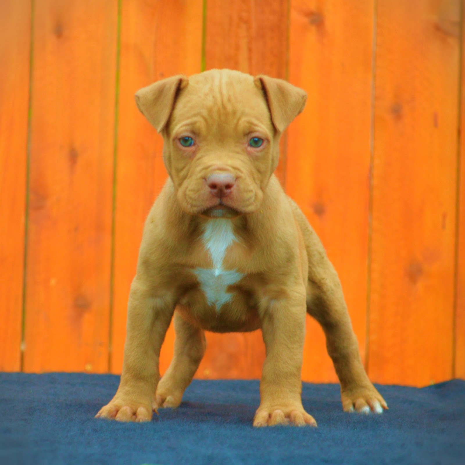 Pit Bull Puppy Wallpapers