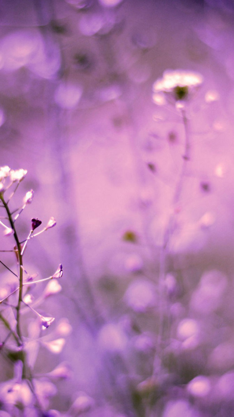 Plain Lavender Iphone Wallpapers