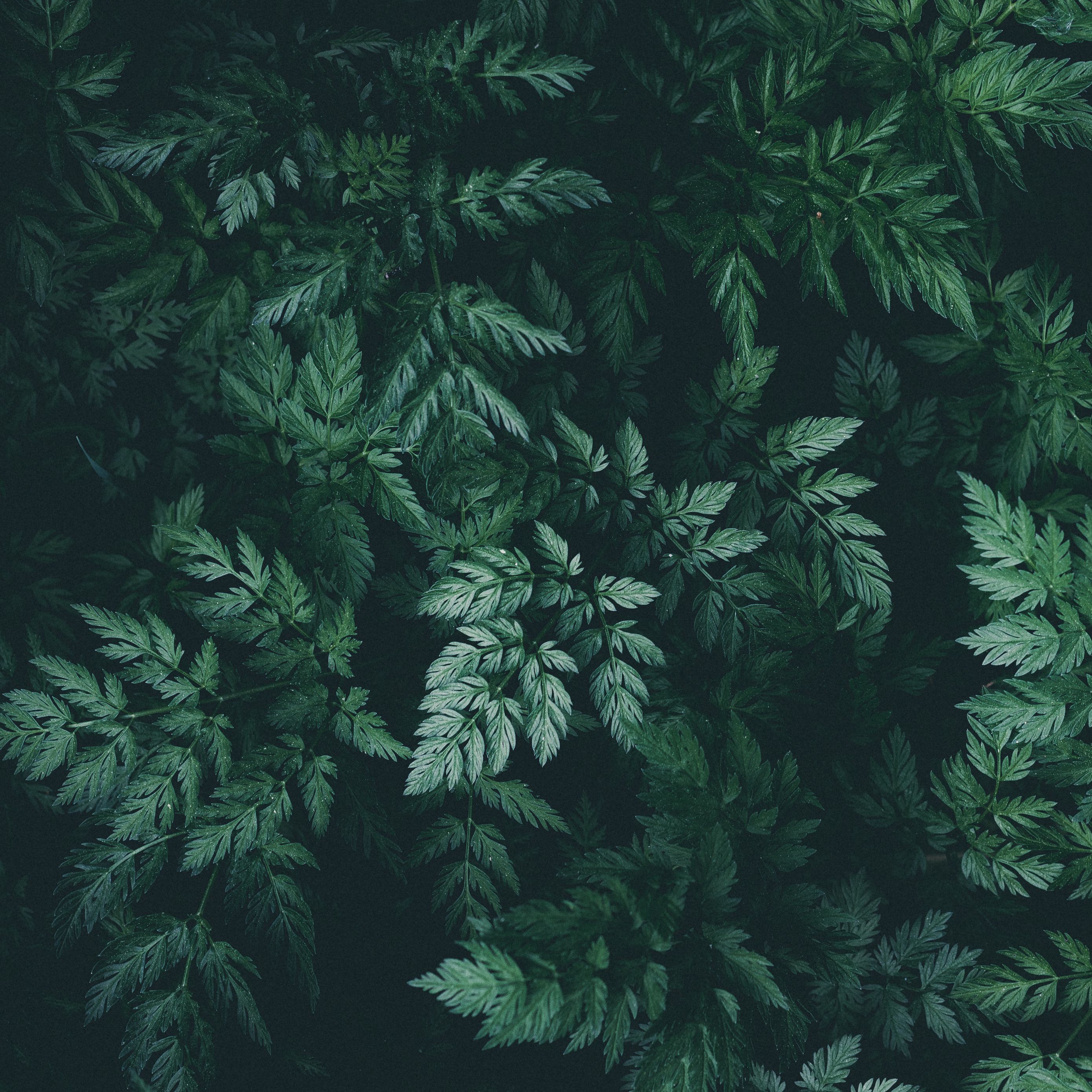 Plant Ipad Wallpapers