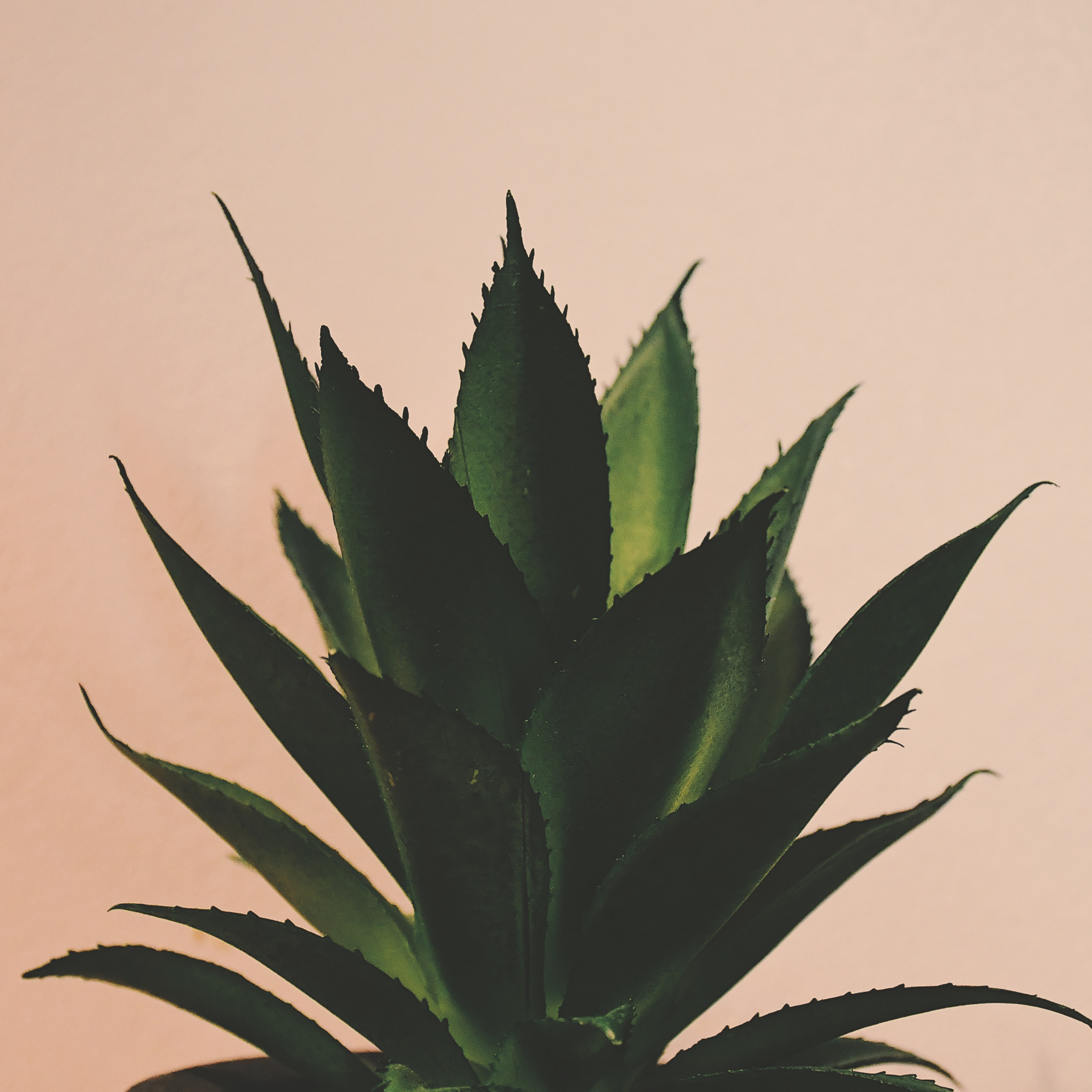 Plant Ipad Wallpapers