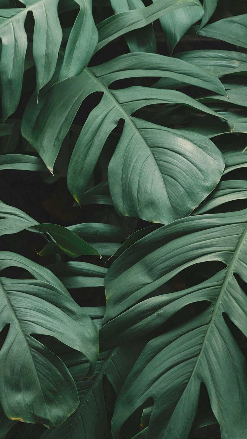 Plant Iphone Wallpapers