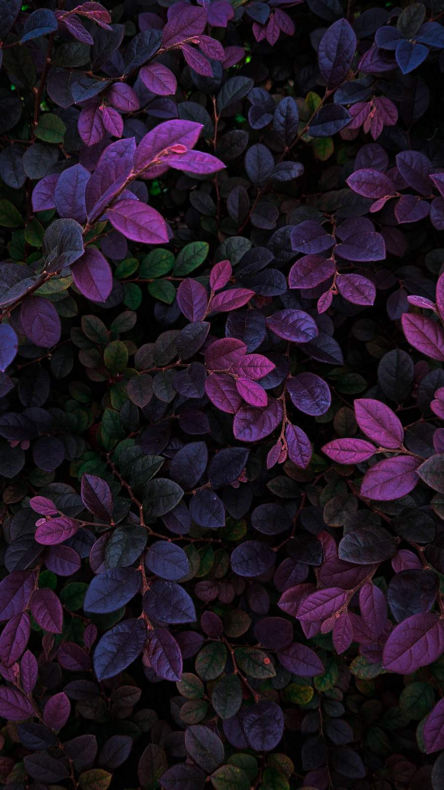 Plant Iphone Wallpapers