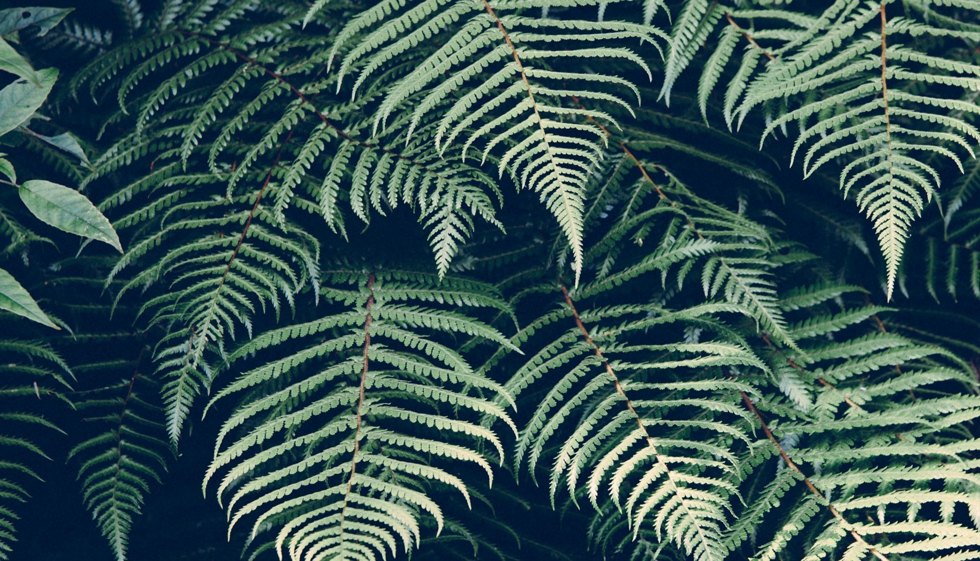 Plants Aesthetic Tumblr Wallpapers