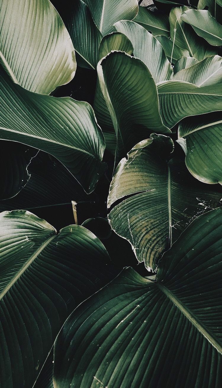 Plants Aesthetic Tumblr Wallpapers